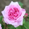 ماء الورد