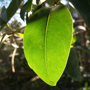 خلاصة أوراق الحنا