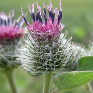 خلاصة جذور الأرقطيون